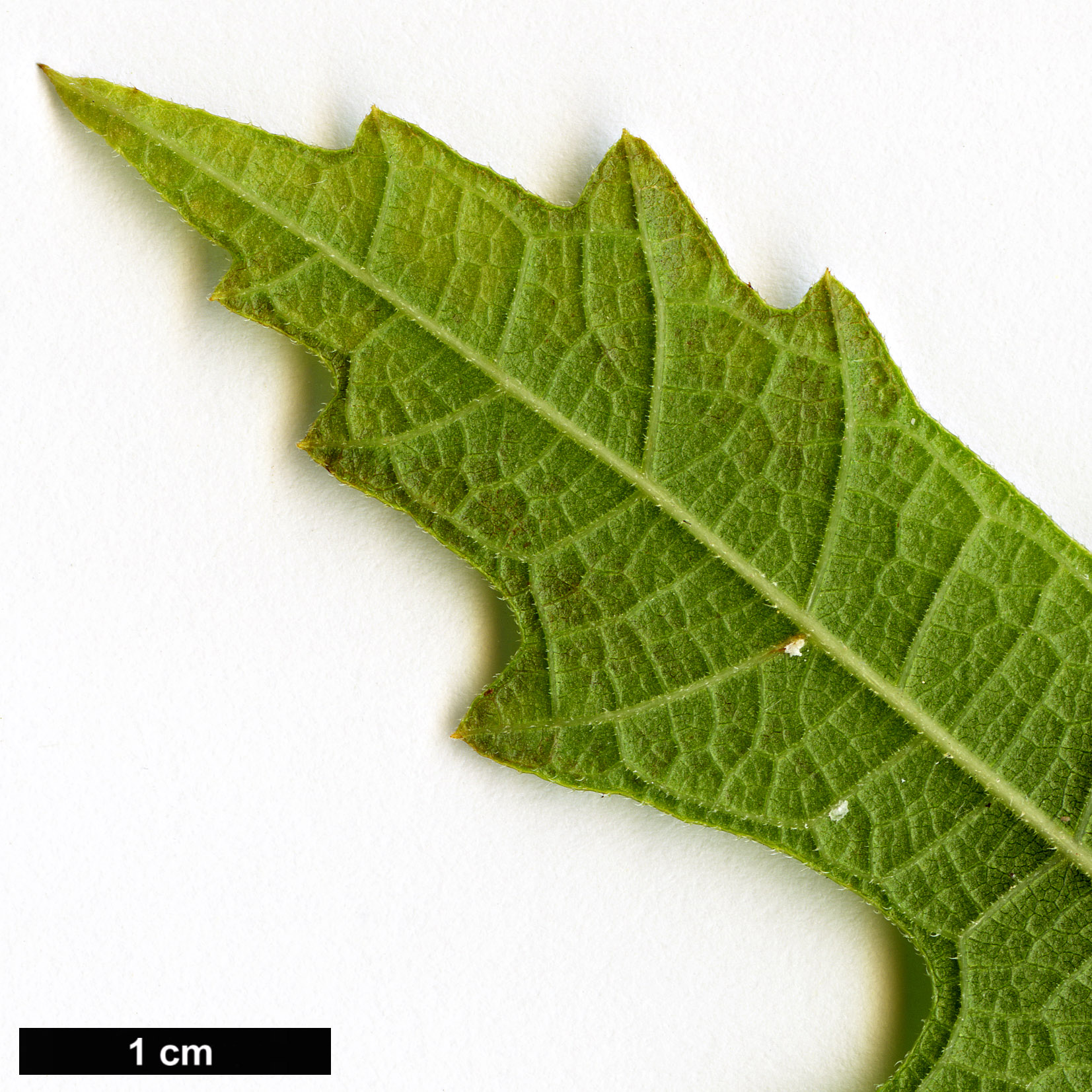 High resolution image: Family: Moraceae - Genus: Ficus - Taxon: johannis - SpeciesSub: subsp. afghanistanica